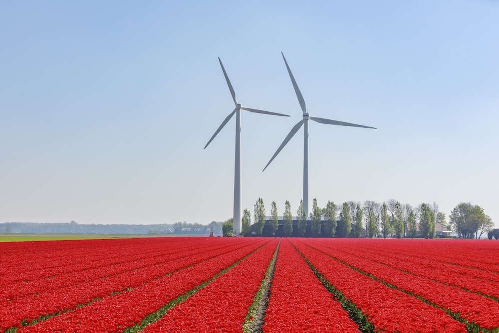 red flower field near wind turbines