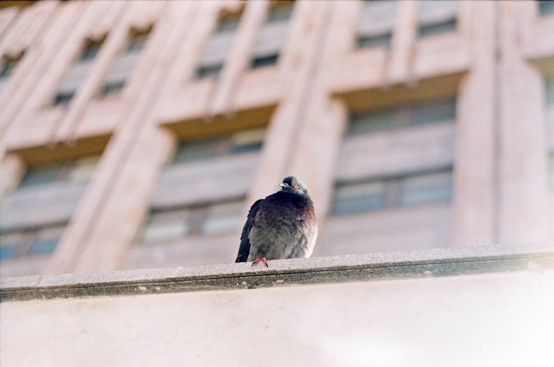 low angle photography of pigeon