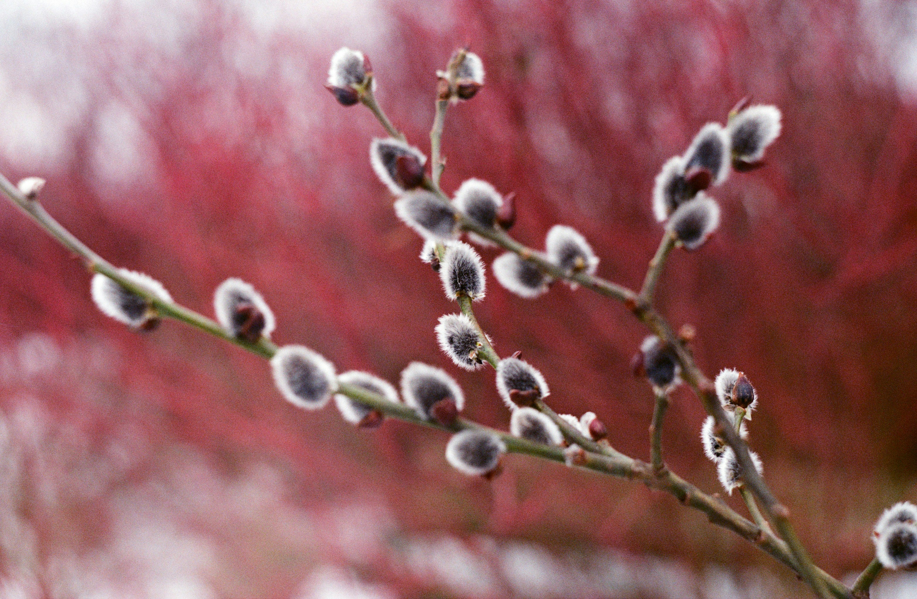 奇花记电影百度影音，奇花记电影百度影音下载