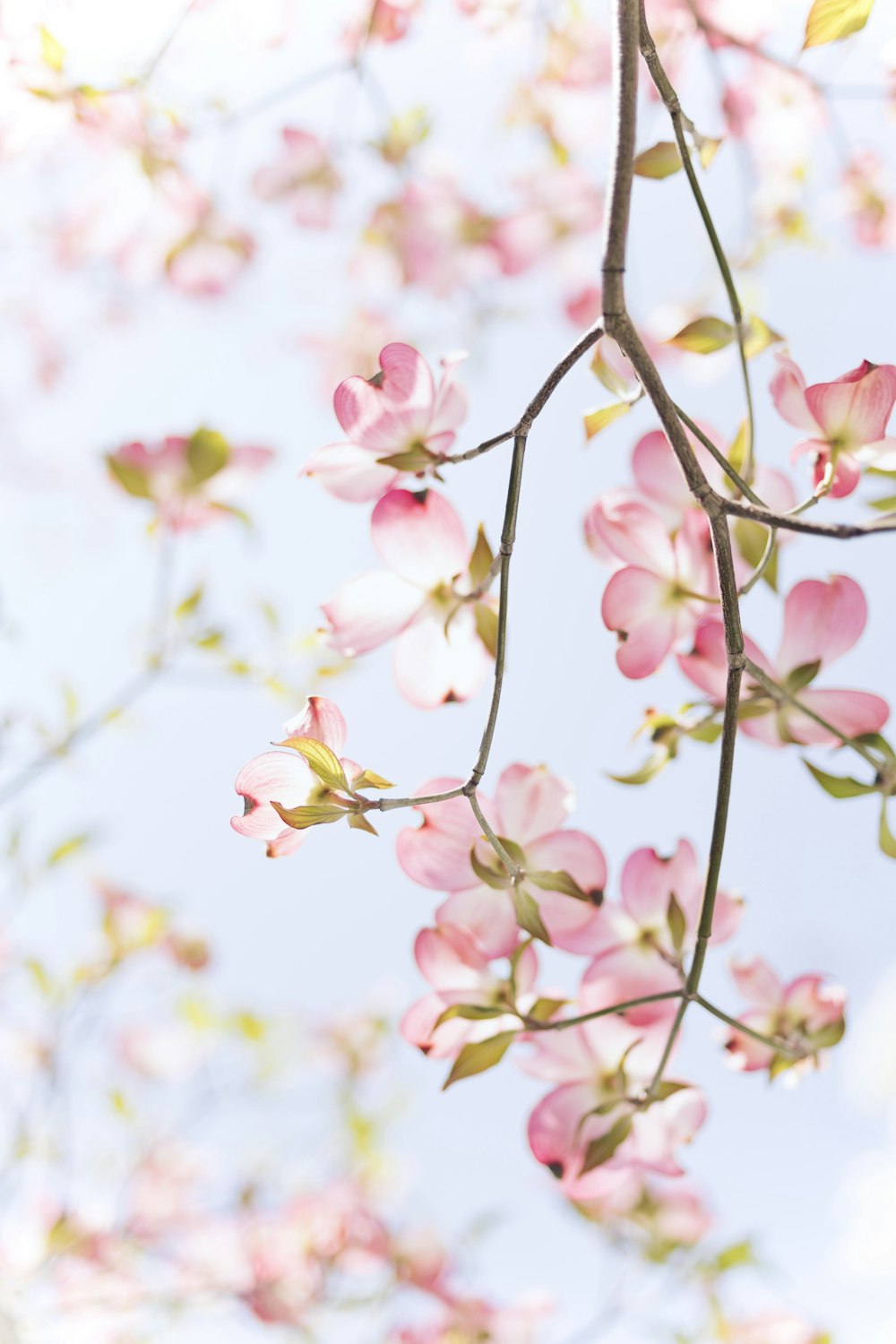 pink and white petaled flowers