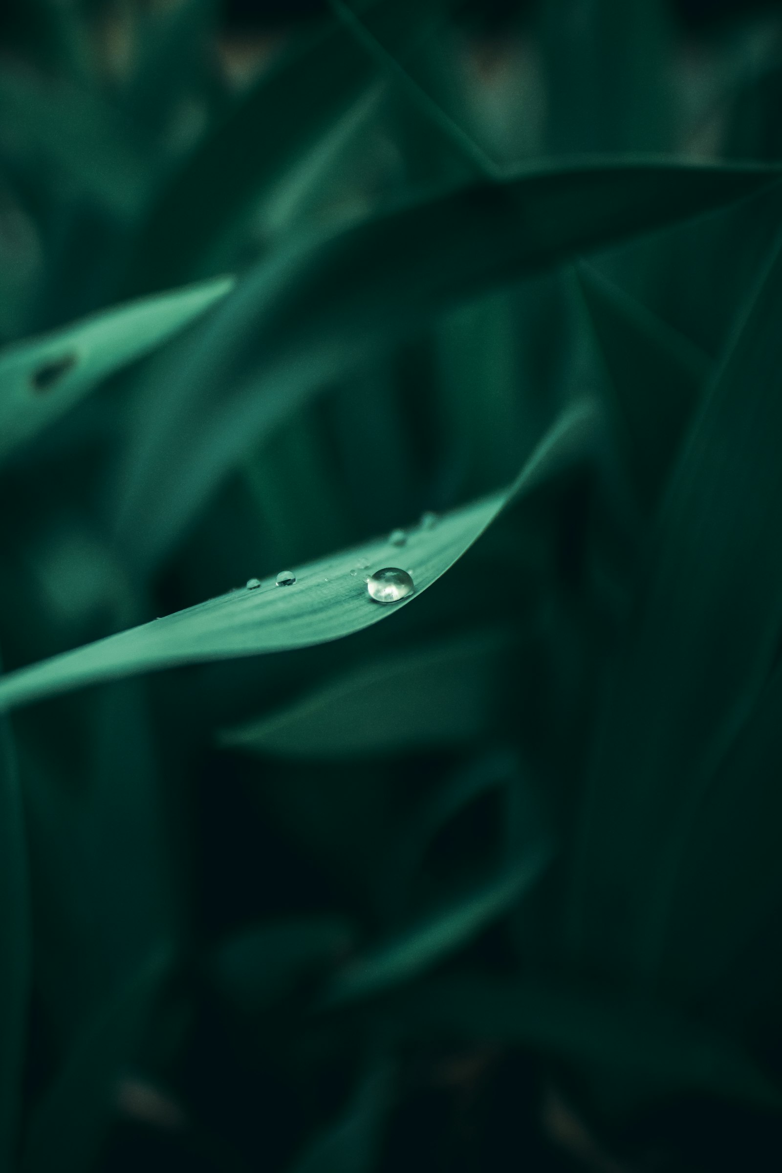 Sigma 20mm F1.4 DG HSM Art sample photo. Water dew on leaf photography