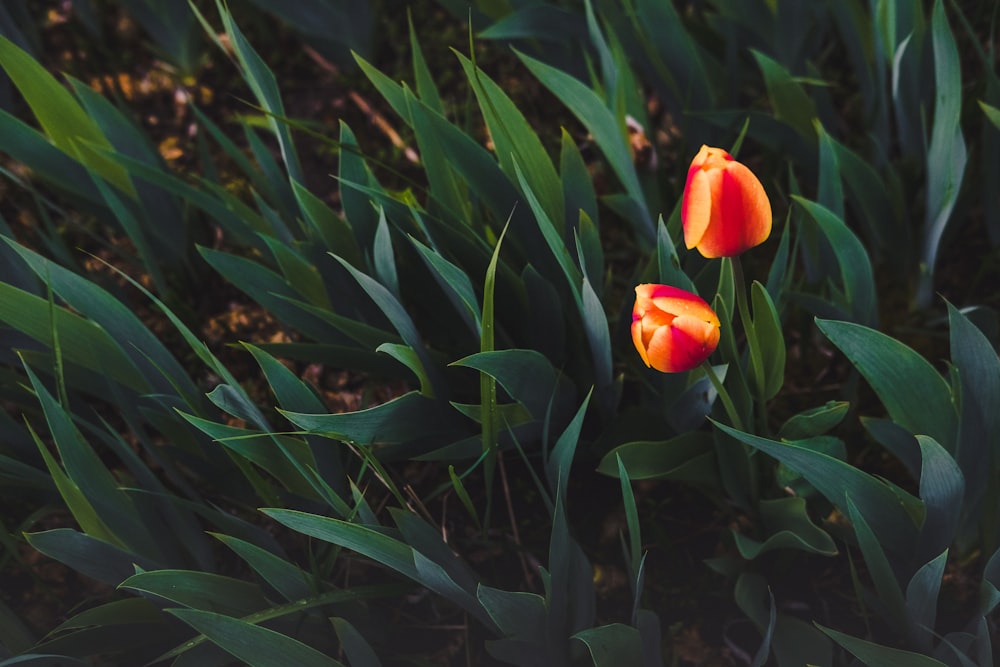 red flower buds