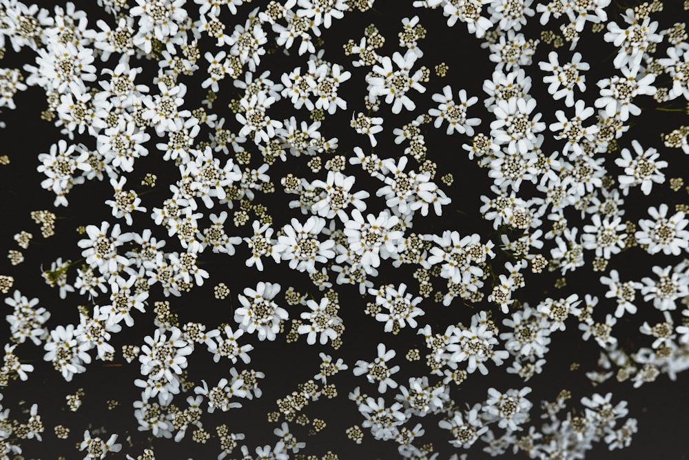 black and white floral cloth