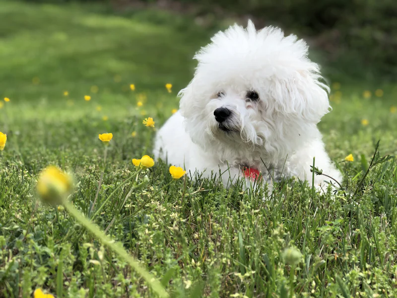 Çimlerin arasında dikkatle çevreyi izleyen küçük beyaz tüylü Fino tipi köpek