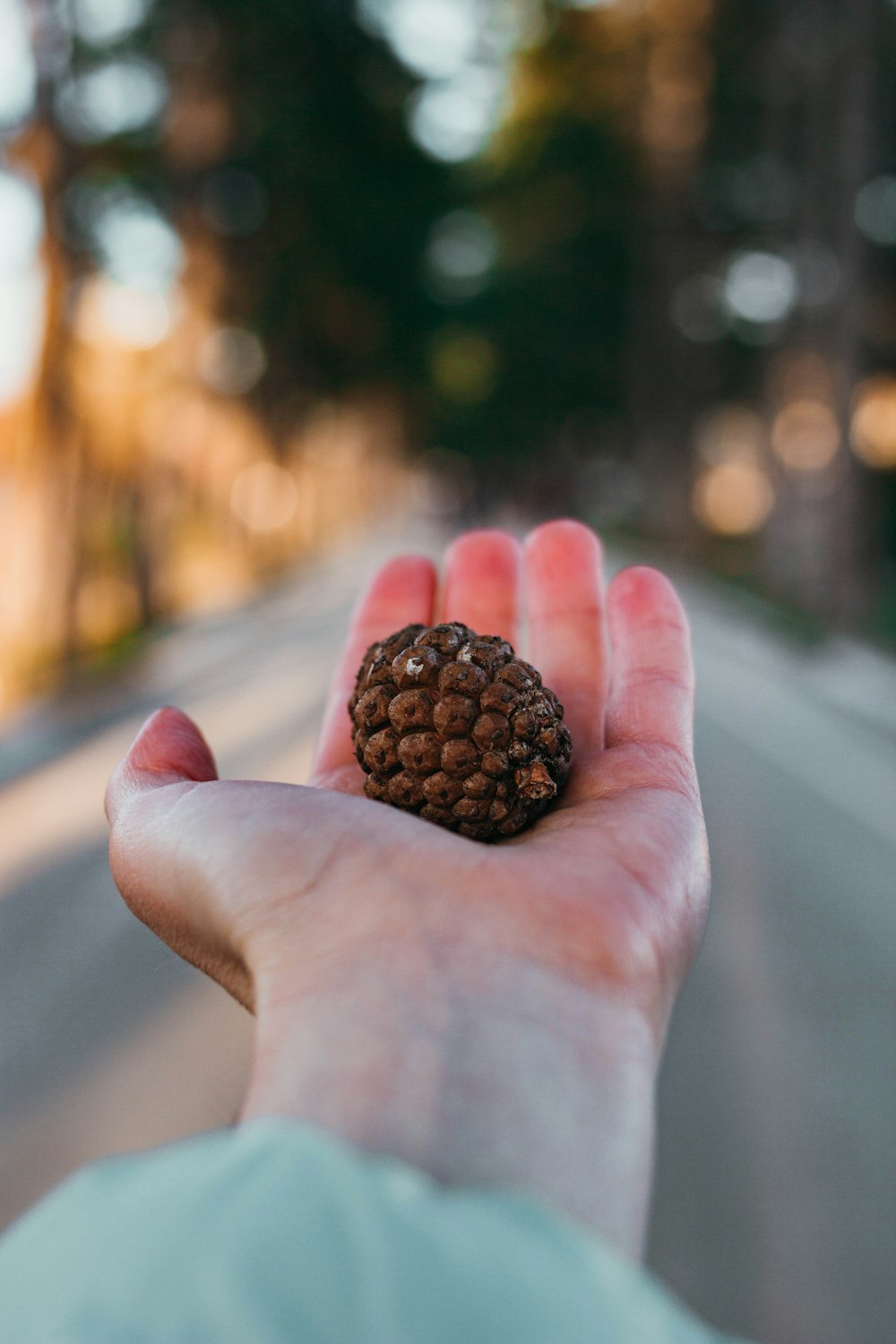 person holding brown pinecone