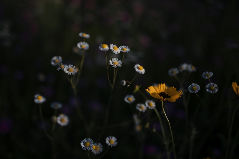bed of daisy with black background