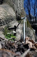 A large, textured tree trunk occupies the background, with some moss covering parts of it. In the foreground, a miniature wind turbine model stands among brown leaves and small green plants with white flowers. The scene is bathed in natural light, suggesting a sunny day.