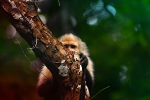 A curious monkey peeking from behind a tree trunk