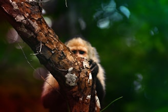 A curious monkey peeking from behind a tree trunk