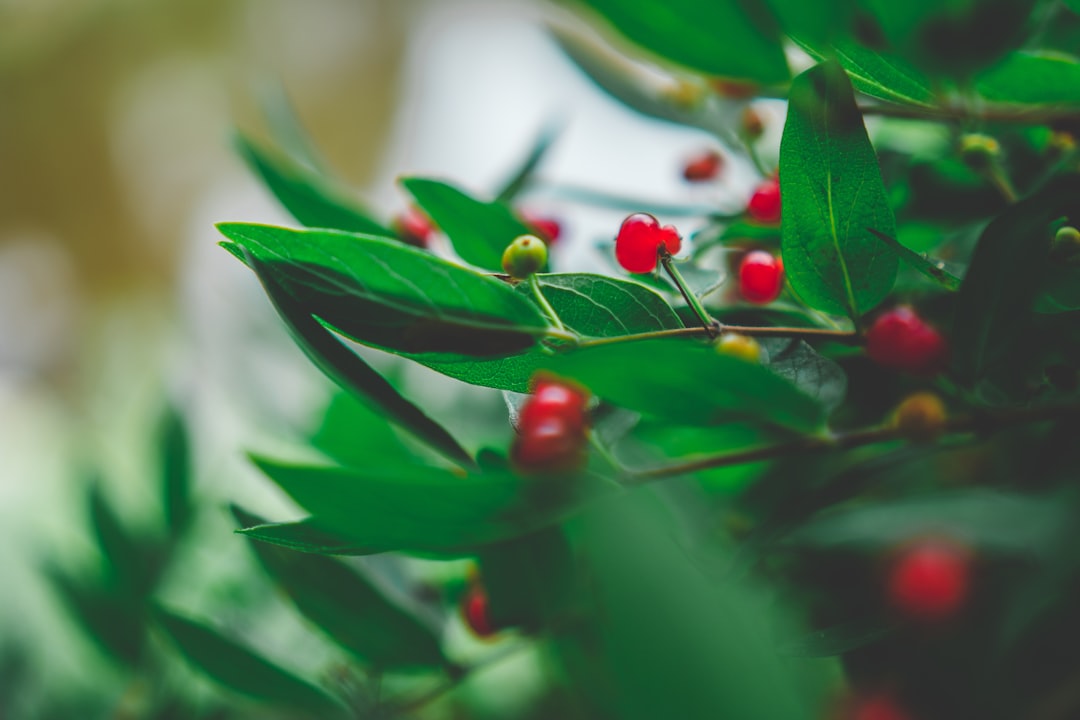 selective focus photography of red fruits