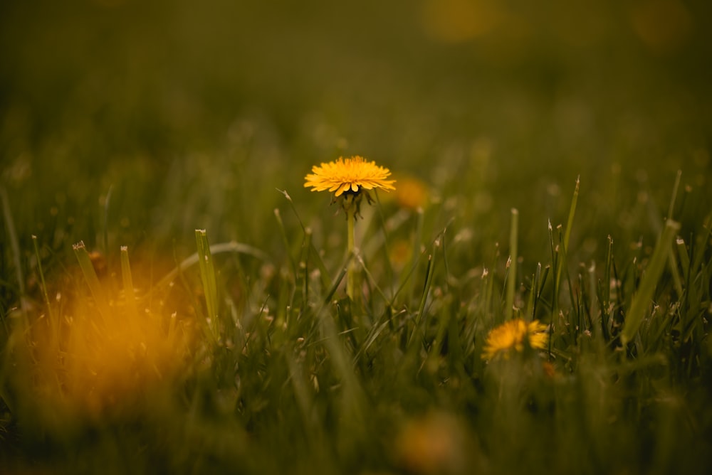 shallow focus photography of green-leafed plant with yellow flower