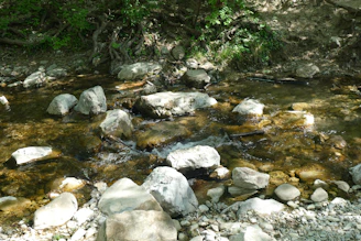 A serene view of a clear stream flowing through lush greenery at Froehlich Farm.