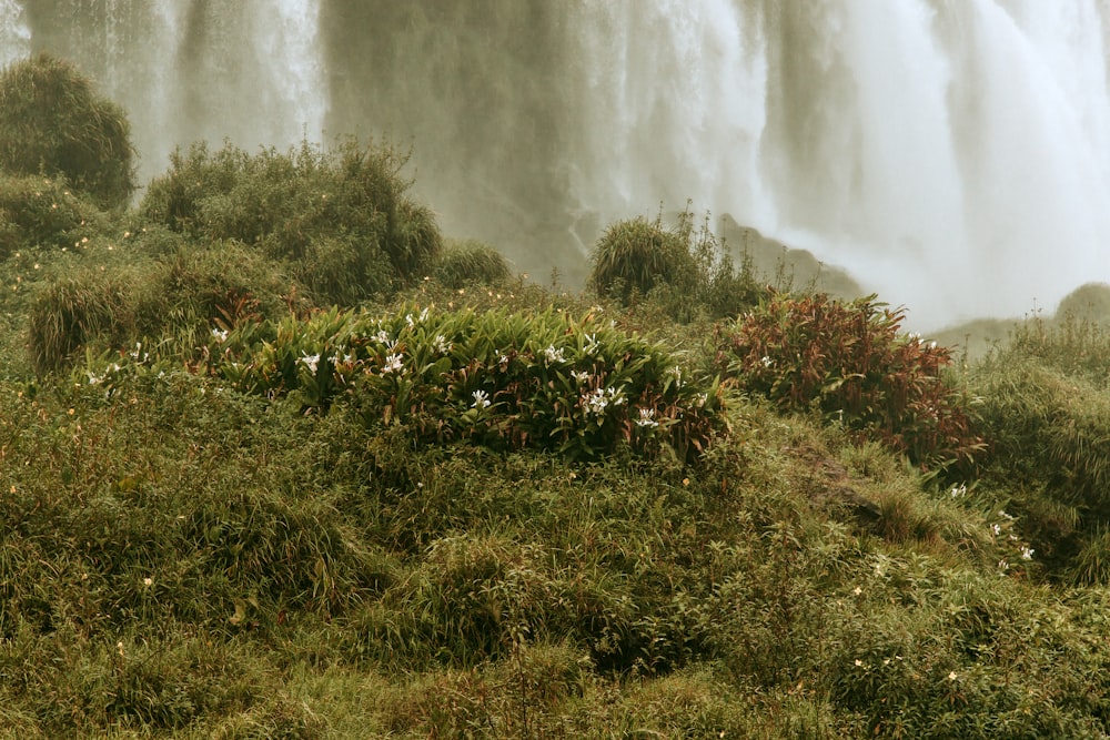 green grass field beside waterfalls