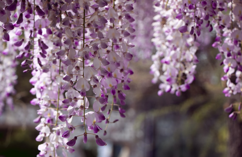 Fotografia a fuoco superficiale di fiori rosa e viola