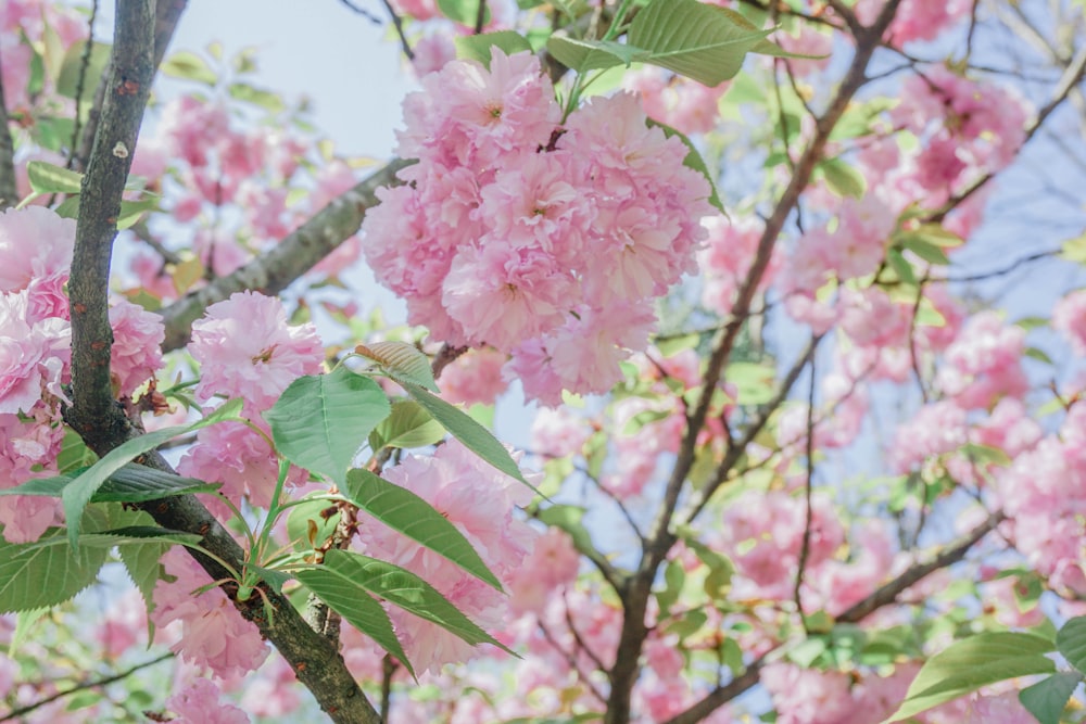 pink-petaled flowers during daytime