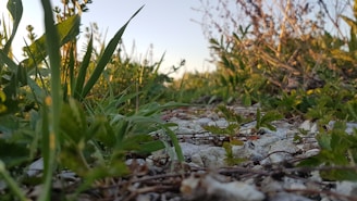 A close-up of a documentary film scene showing nature and wildlife in vibrant colors.