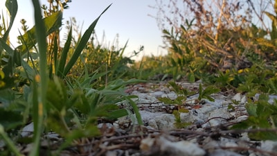 A close-up of a documentary film scene showing nature and wildlife in vibrant colors.