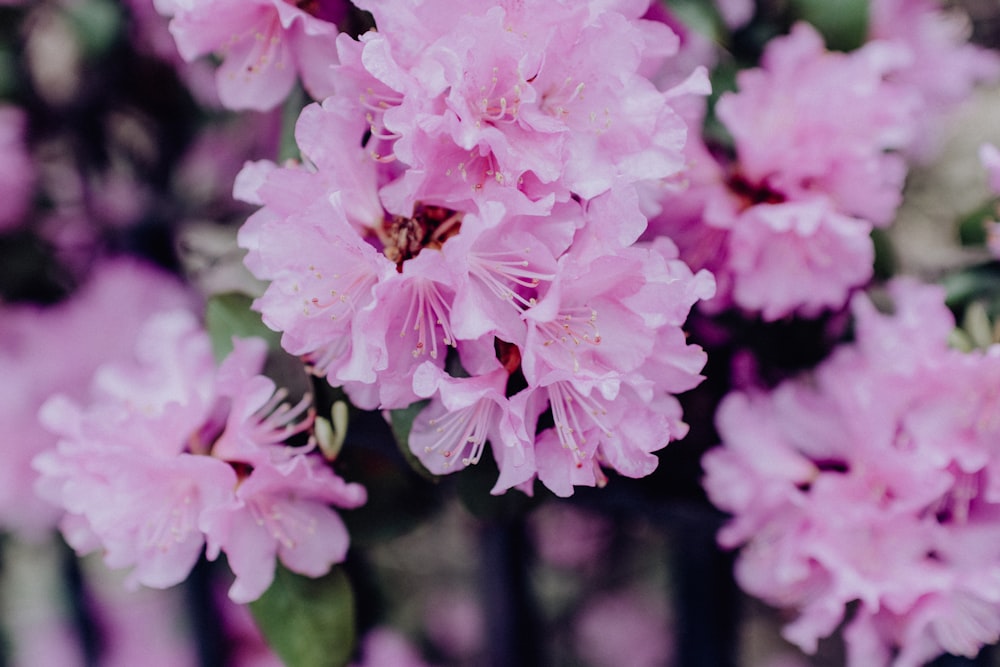 selective focus photo of pink-petaled flower