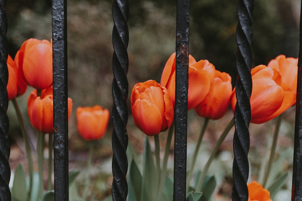 orange tulips behind grills