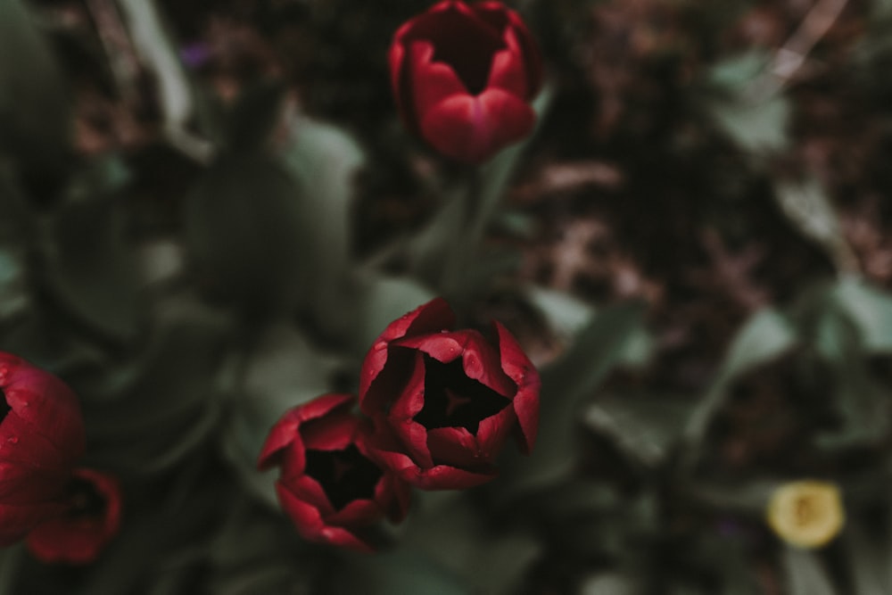 selective focus photography of red flowers