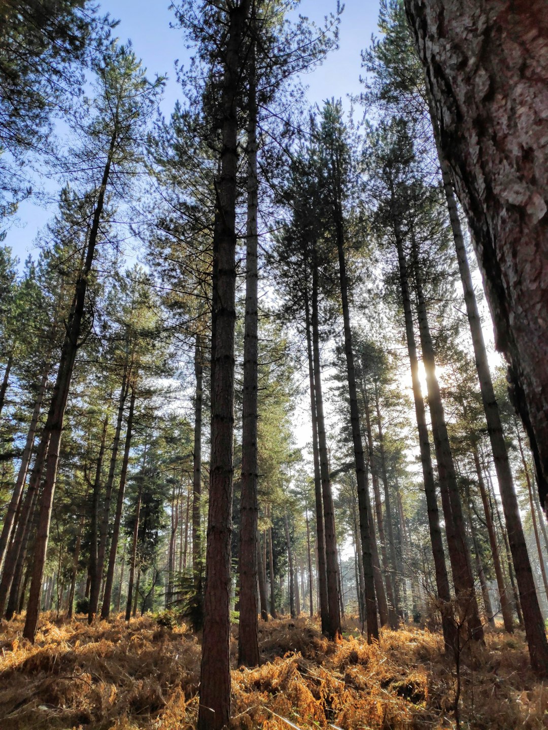 Forest photo spot 20 Burn Moor Chase Southampton