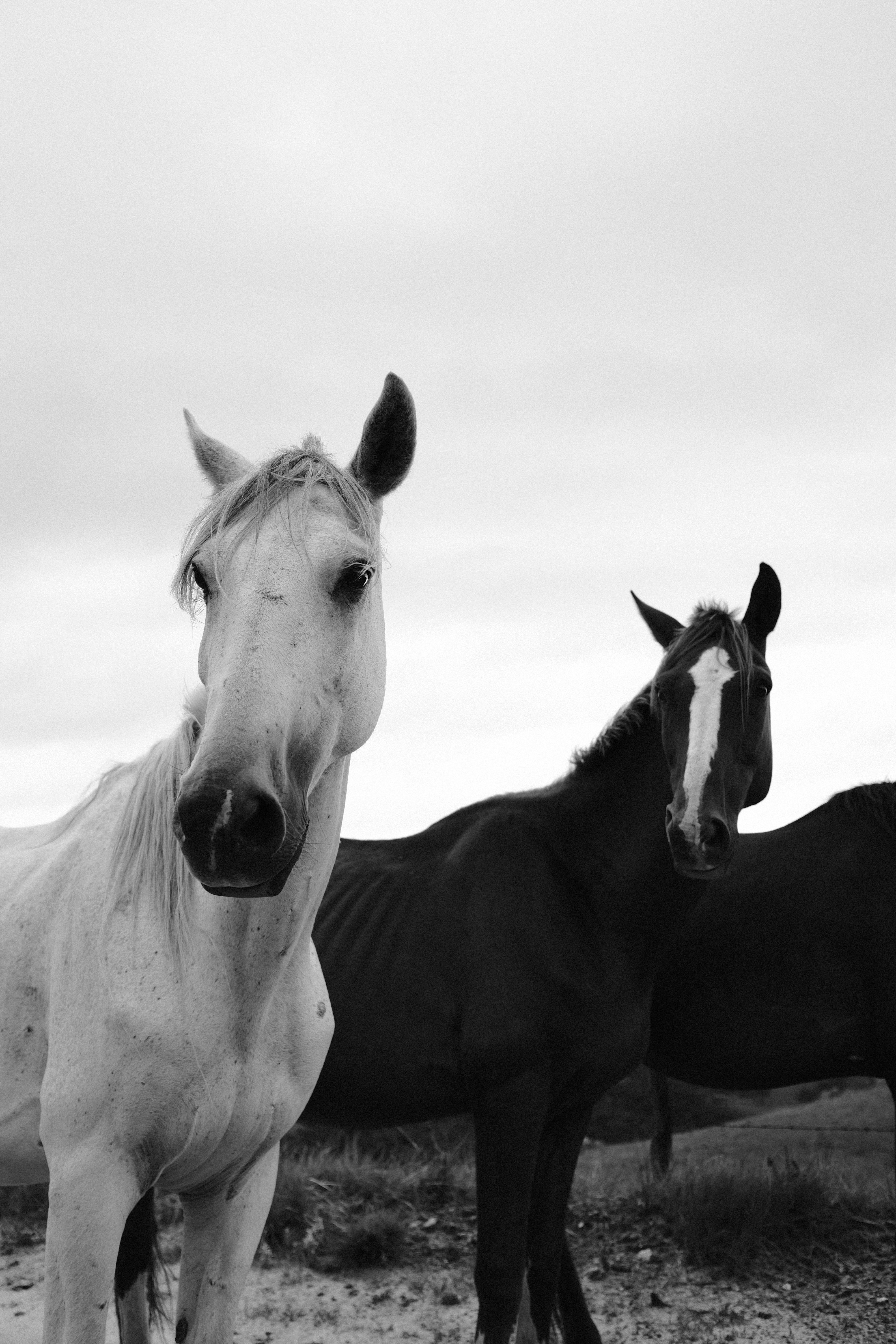 Two White And Black Horses Starring At Right Side Under Calm Sky