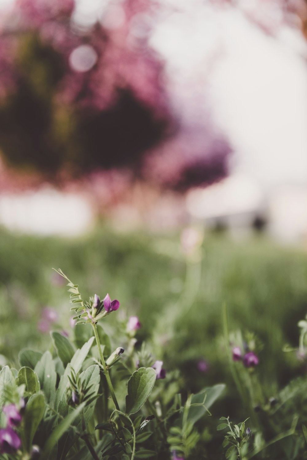 selective focus photography of purple-petaled flower