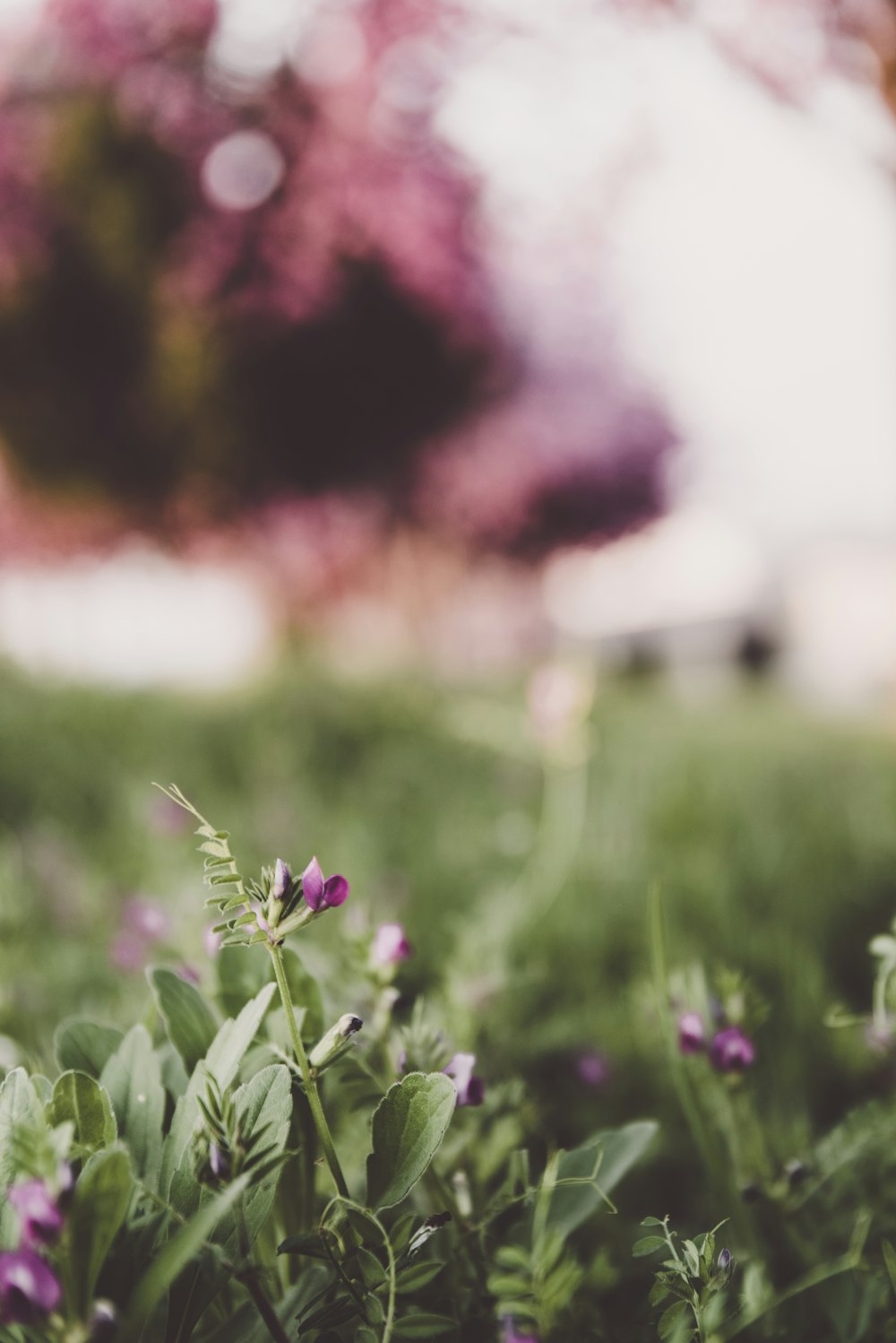 Fotografia a fuoco selettiva di un fiore dai petali viola