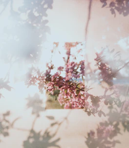 green-leafed plant with pink flowers