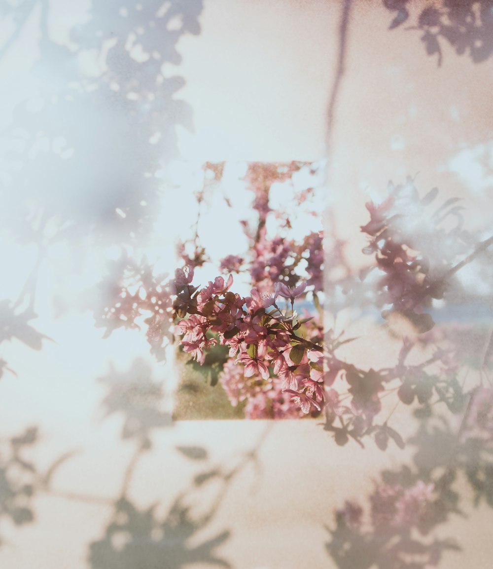 green-leafed plant with pink flowers