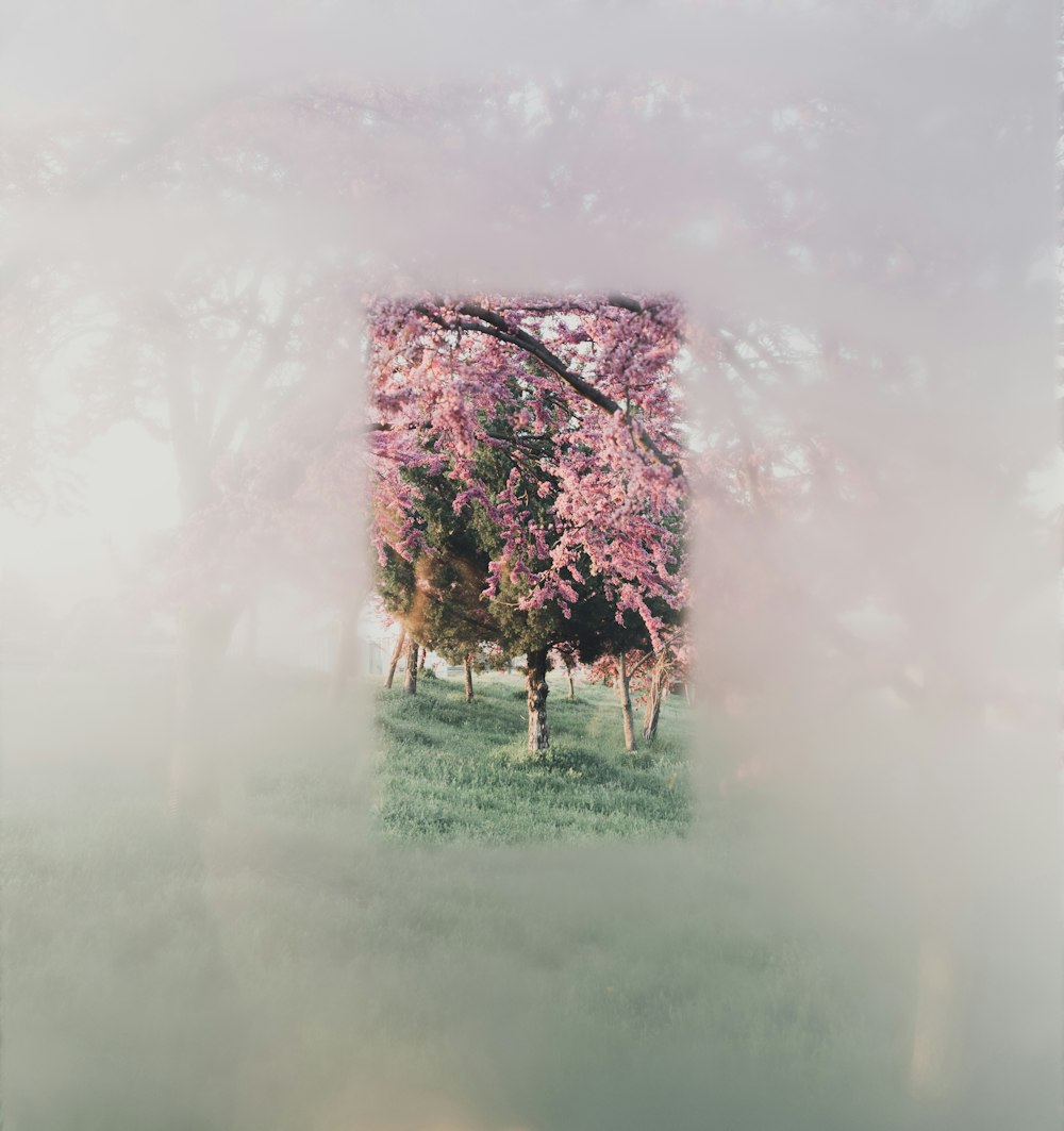 pink-leafed trees during daytime