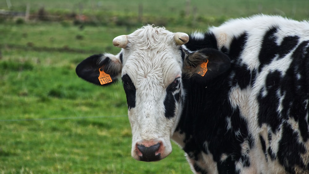 white and black cattle on grass field