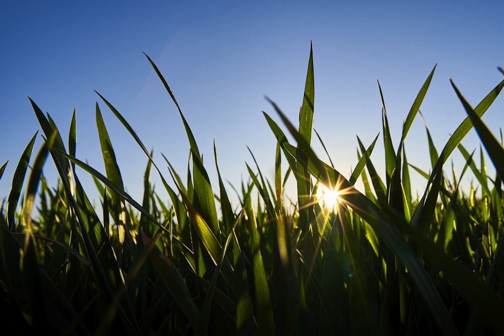 selective focus photo of green grasses