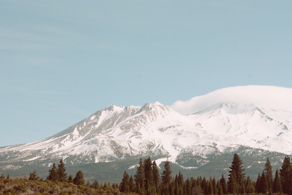 pine trees near snow mountain