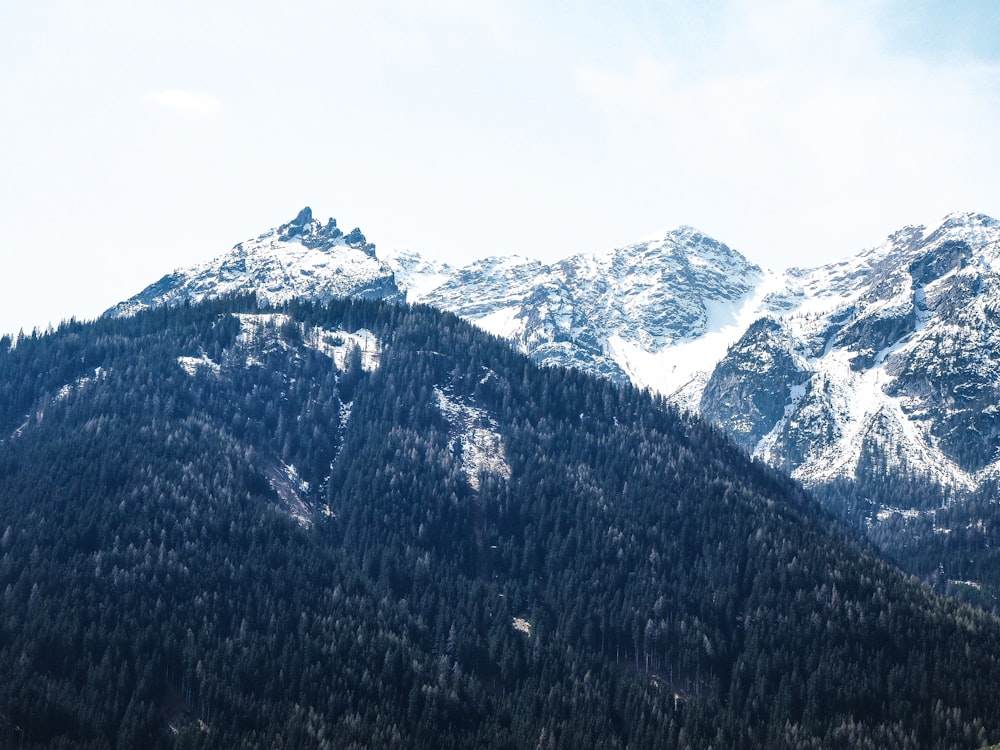 bird's-eye photography of mountain and trees