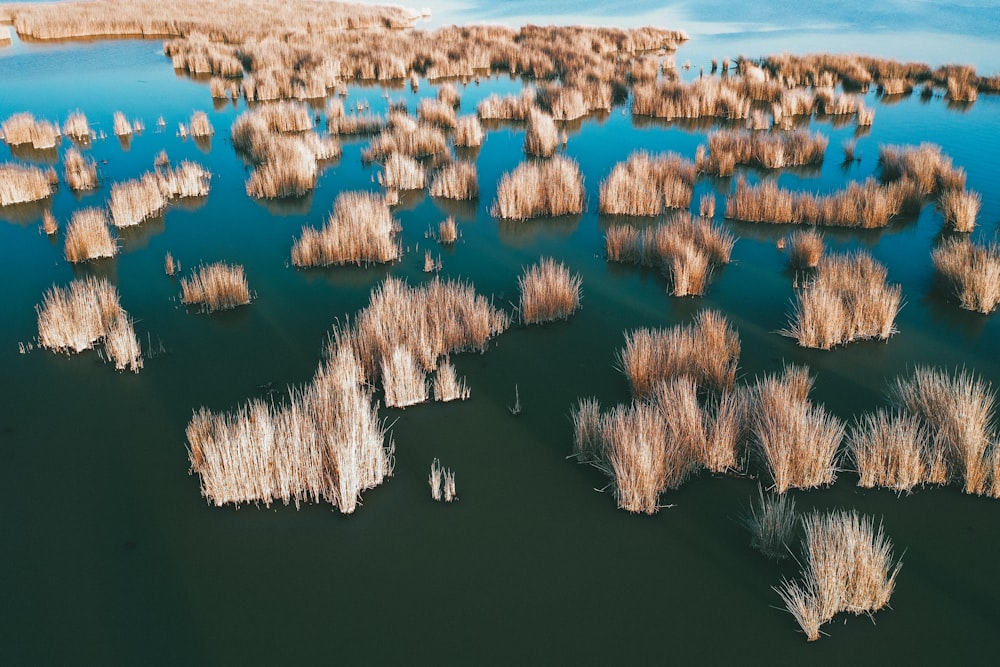 草のある水域