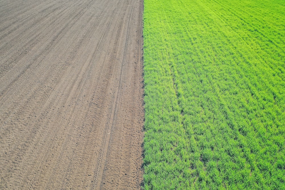 green grass fields