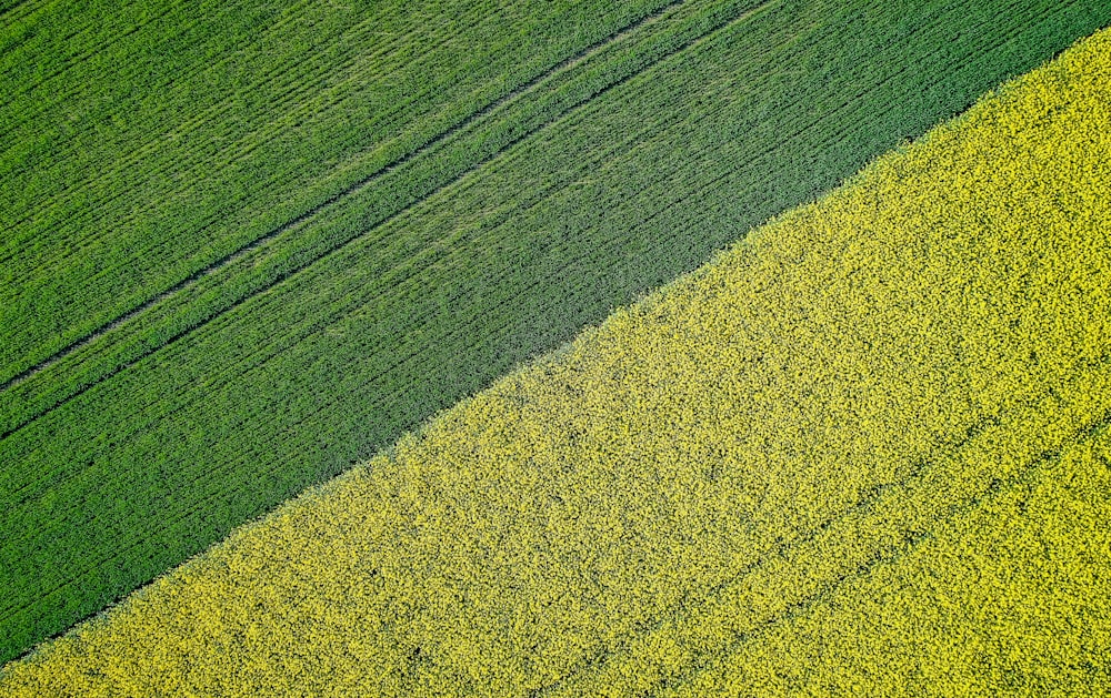 prato in erba verde