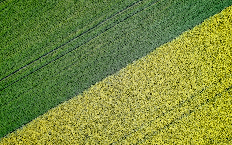 Zeleni travnjak snimljen izbliza.