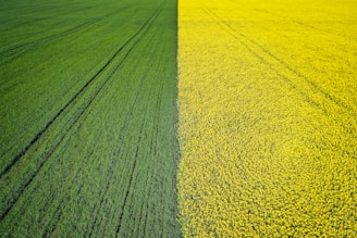green and yellow flower fields during daytime