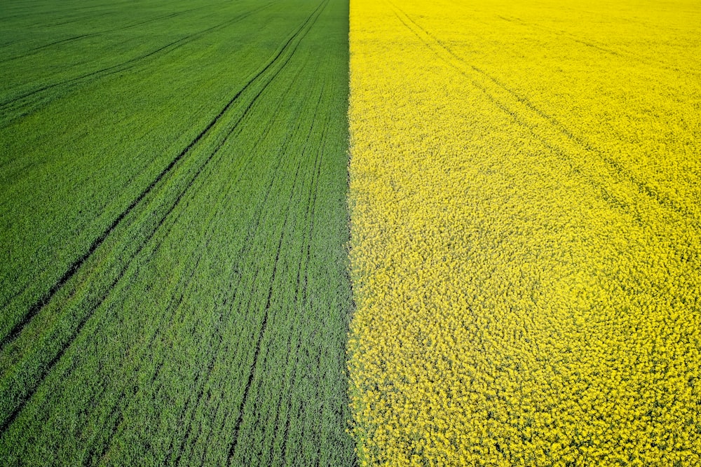 campi di fiori verdi e gialli durante il giorno