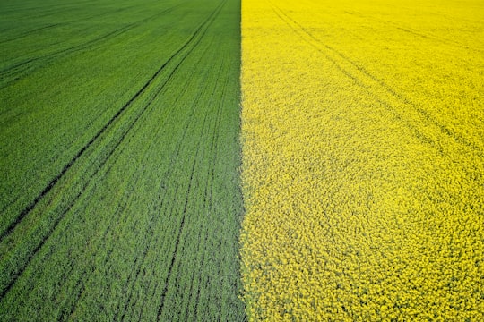 green and yellow flower fields during daytime in Pázmánd Hungary