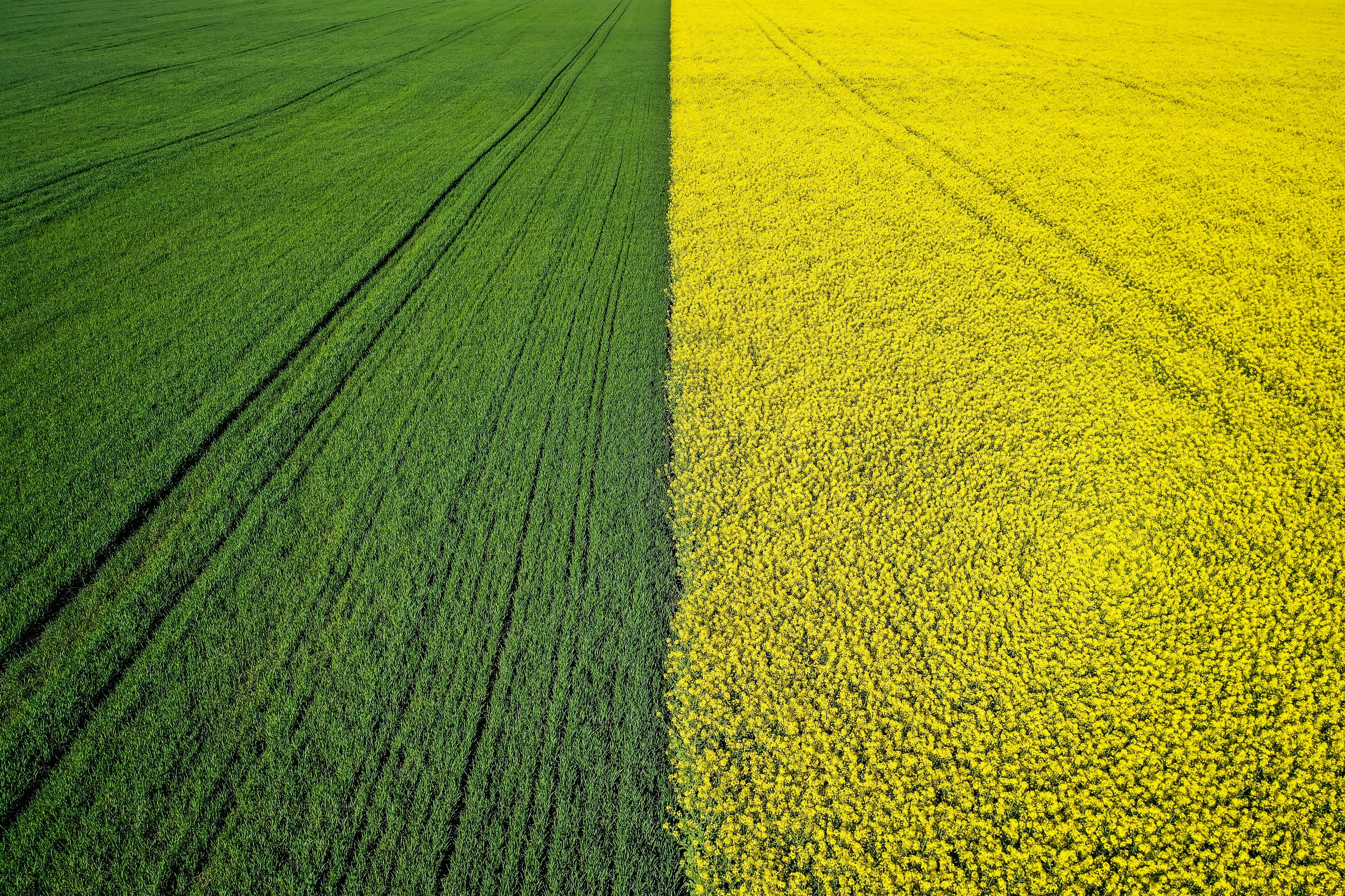 green and yellow flower fields during daytime