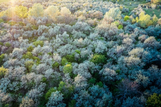 green trees in Sukoró Hungary