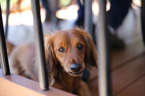 A cute brown dachshund with long ears looking up with a curious expression. The dog's fur is smooth and shiny, and it rests behind black metal bars on a wooden floor.