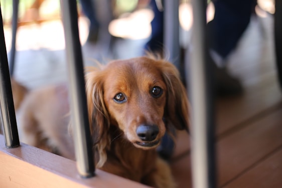 A cute brown dachshund with long ears looking up with a curious expression. The dog's fur is smooth and shiny, and it rests behind black metal bars on a wooden floor.