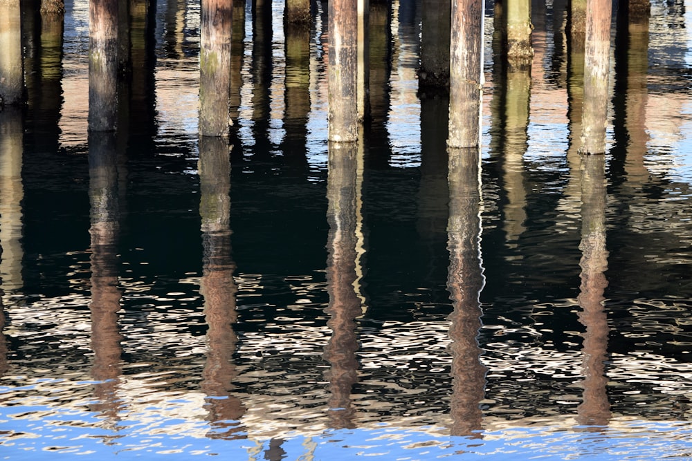 shallow focus photo of bamboo posts on water