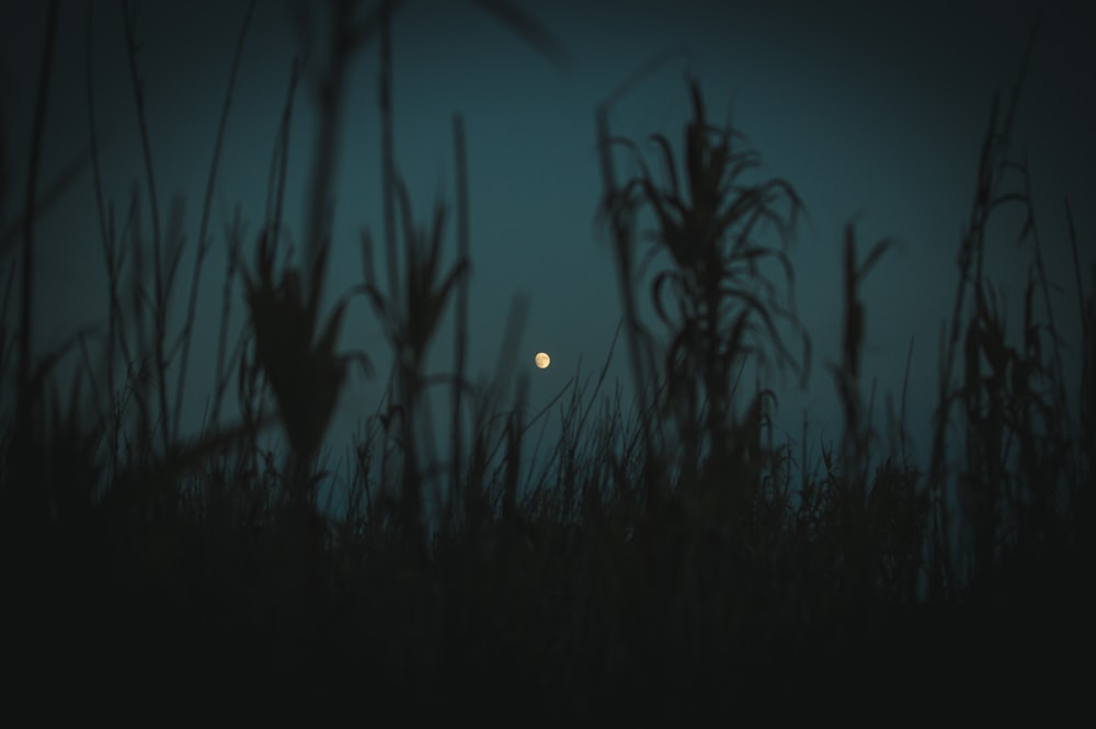 grass during dusk