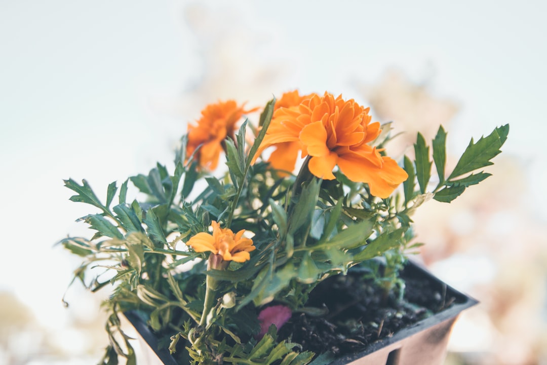potted orange petaled flower