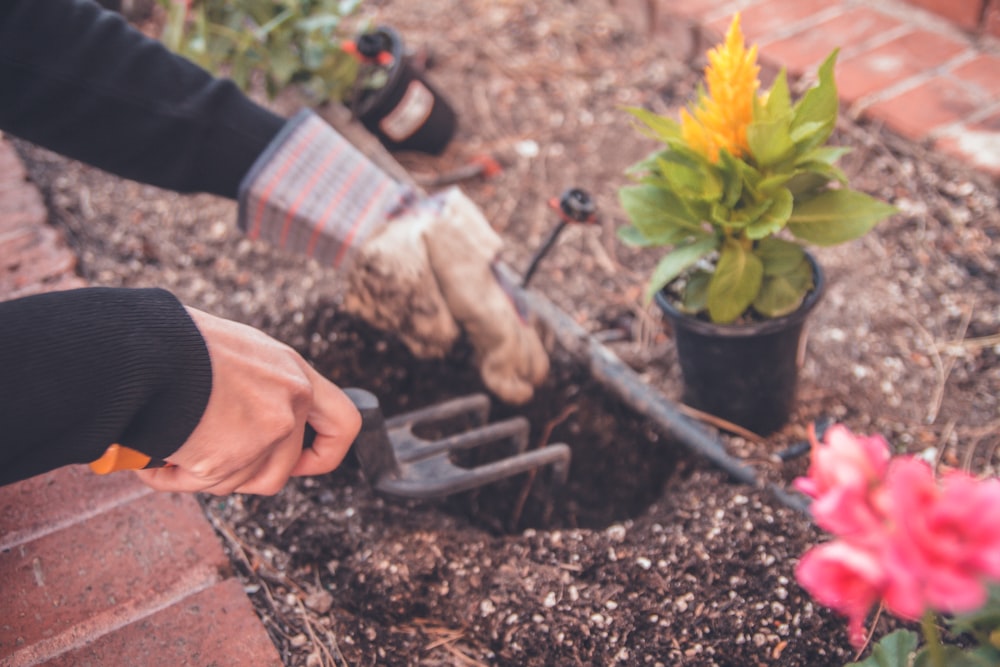 person holding gardening tool near yellow plant